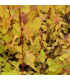 CORNUS san. Midwinter Fire / CORNOUILLER MINDWINTER FIRE