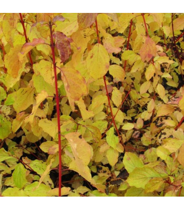 CORNUS san. Midwinter Fire / CORNOUILLER MINDWINTER FIRE