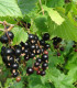 Cassissier à Gros Fruits