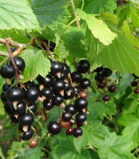 Cassissier à Gros Fruits