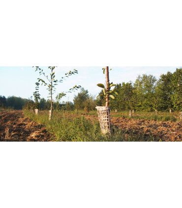 ECO PROTECT PLANT