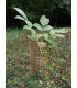 ECO PROTECT PLANT