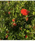 Punica gramatum Rubra Plena / Grenadier à fleurs doubles