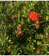 Punica gramatum Rubra Plena / Grenadier à fleurs doubles