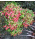 Nandina Domestica Fire Power