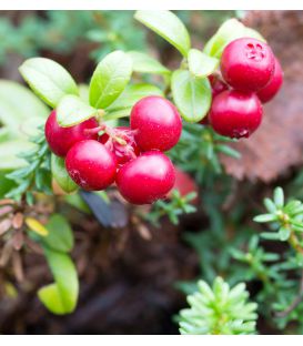 Cranberry / Canneberge