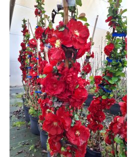 Chaenomeles speciosa Rubra / Cognassier du Japon Speciosa Rubra