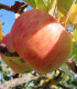 Pommier Belle Fille de L'Indre