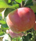 Pommier Belle Fille de L'Indre
