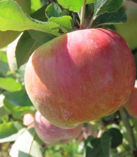 Pommier Belle Fille de L'Indre