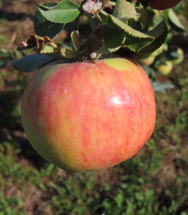 Pommier Belle Fille de L'Indre