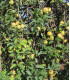 Pommier Reinette Dorée de L'Indre