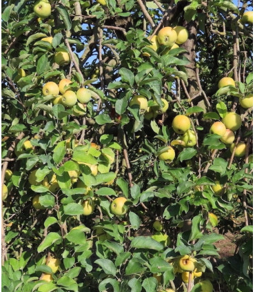 Pommier Reinette Dorée de L'Indre