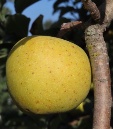 Pommier Reinette Dorée de L'Indre