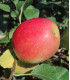 Pommier Rouge D'Automne