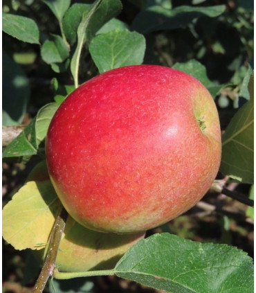 Pommier Rouge D'Automne