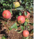 Pommier Rouge D'Automne