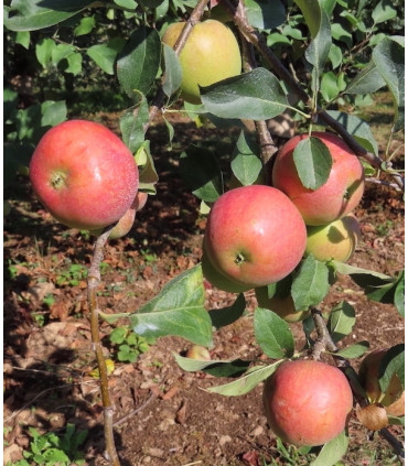 Pommier Rouge D'Automne