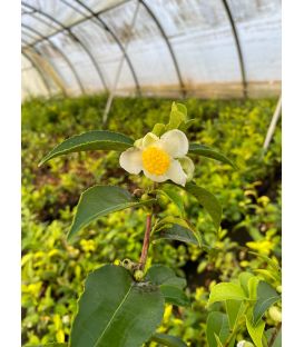 Camellia sinensis