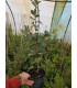Quercus Ilex / Chene Vert