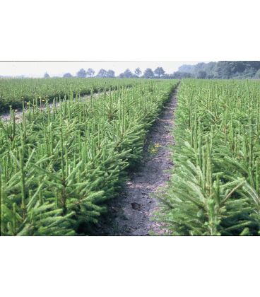 Picea Abies Origine Forestière / Epicea Commun plantations forestières