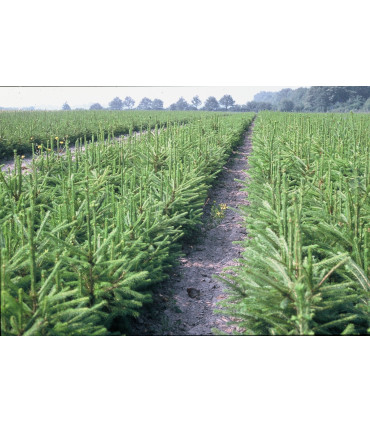 Picea Abies Origine Forestière / Epicea Commun plantations forestières