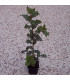 QUERCUS ilex / CHENE VERT