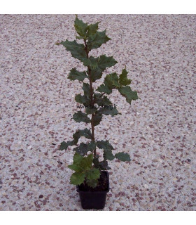 QUERCUS ilex / CHENE VERT