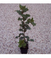 Quercus Ilex / Chêne Vert