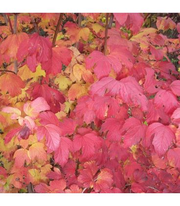 Haie Couleurs D'Automne  Kit 25 M