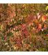 Haie Couleurs D'Automne  Kit 25 M