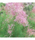Tamarix Ramosissima Pink Cascade / Tamaris D'Ete