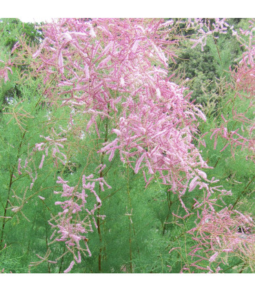 Tamarix Ramosissima Pink Cascade / Tamaris D'Ete