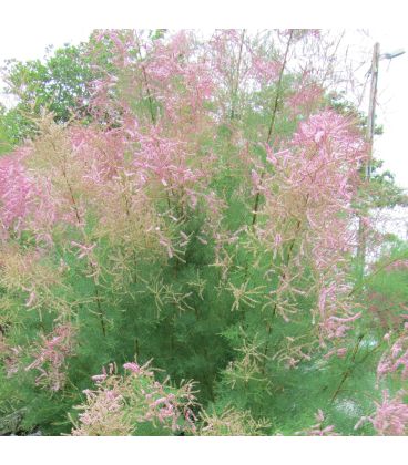 Tamarix Ramosissima Pink Cascade / Tamaris D'Ete