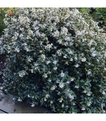 Viburnum Burkwoodii / Viorne Burkwoodii