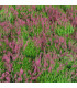 Calluna Été Rouge / Bruyere D'Ete Rouge