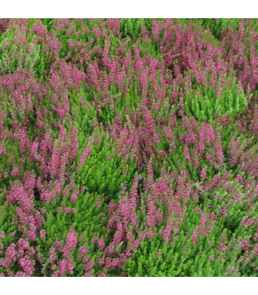 Calluna Été Rouge / Bruyere D'Ete Rouge