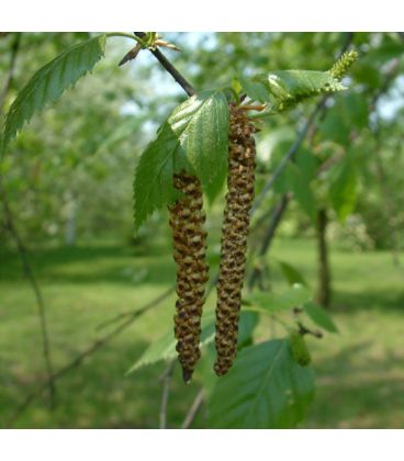 Betula Utilis Doreboos Jacquemontii / Bouleau de L'Himalaya