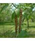 Betula Utilis Doreboos Jacquemontii / Bouleau de L'Himalaya