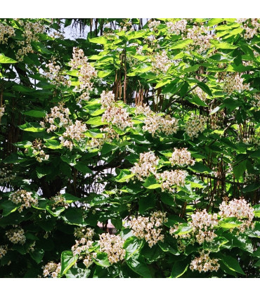 Catalpa Bignonioides / Catalpa Commun