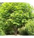 Catalpa Bignonioides / Catalpa Commun