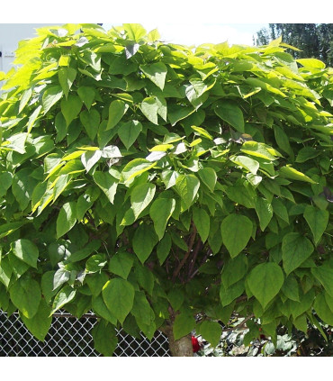 Catalpa Bignonioides Nana / Catalpa Boule