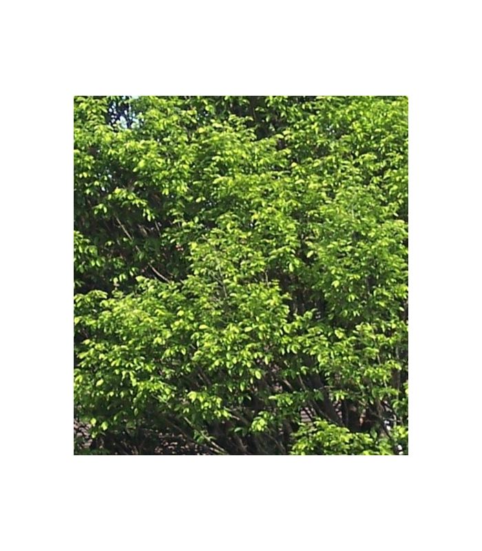 CARPINUS betulus Fastigiata / CHARME PYRAMIDAL