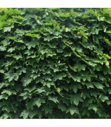 Acer Platanoides Globosum / Erable Boule