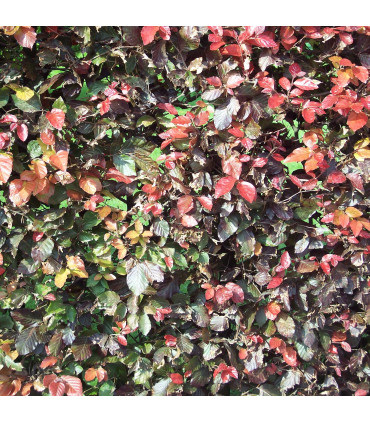 Fagus Sylvatica Purpurea / Hetre Pourpre