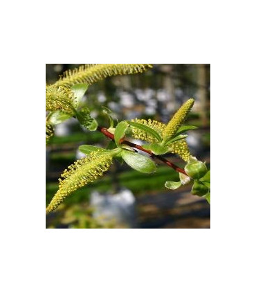 Salix Alba Liempde / Saule Blanc