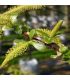 Salix Alba Liempde / Saule Blanc