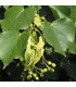 Tilia Cordata / Tilleul Des Bois