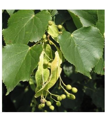 Tilia Cordata / Tilleul Des Bois