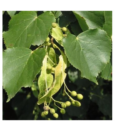 Tilia Cordata / Tilleul Des Bois